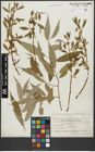 Foto von Salix alba L. x Salix fragilis L.